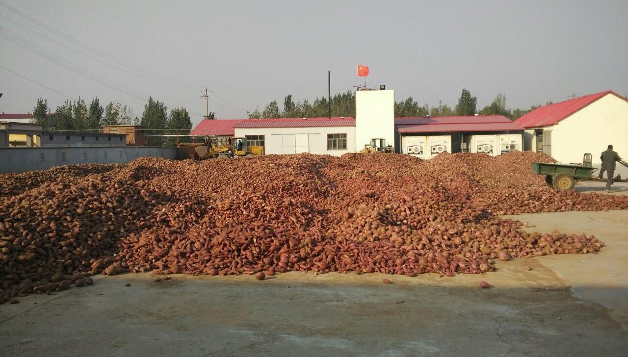 经济型红薯淀粉设备