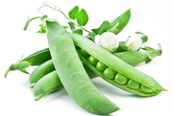豌豆淀粉加工 (1).jpg